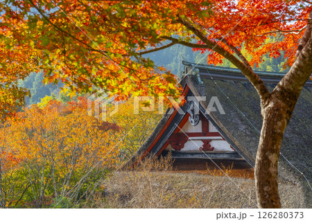 談山神社 紅葉に包まれた神廟拝所 談山神社 紅葉に包まれた神廟拝所 126280373
