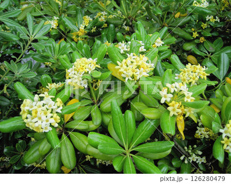 トベラの花 126280479