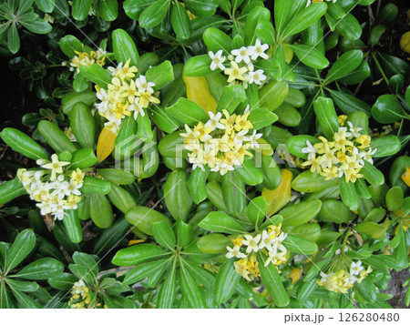 トベラの花 126280480