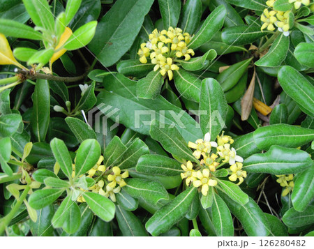 トベラの花 トベラの花 126280482
