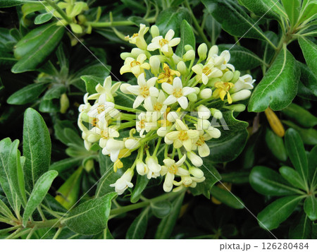 トベラの花 トベラの花 126280484