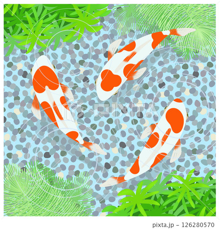 金魚のイラスト 金魚のイラスト 126280570