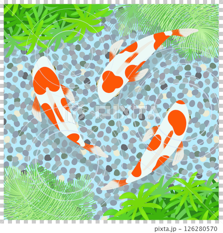 金魚のイラスト 金魚のイラスト 126280570