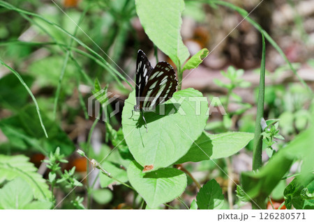 タテハチョウ科コミスジ♂ 126280571