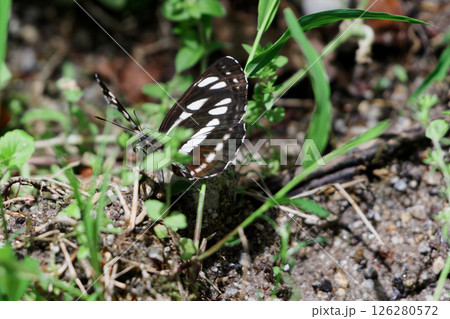 タテハチョウ科コミスジ♂ 126280572