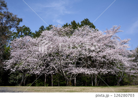 満開の桜のある公園 満開の桜のある公園 126280703