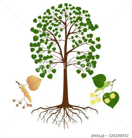 Linden tree with flowers and fruits on a white. Linden tree with flowers and fruits on a white. 126280852