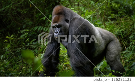 Silverback Walking with Slow Power Through Dense Undergrowth 126281122