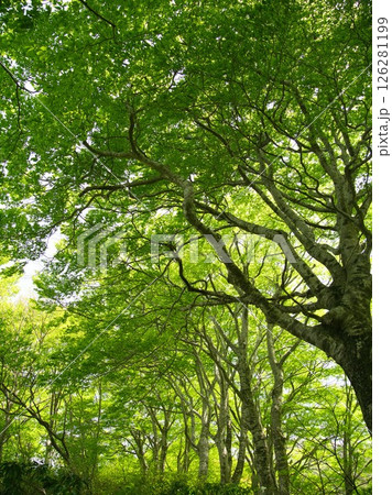 新潟県五泉市管名岳、新緑の巨木林 新潟県五泉市管名岳、新緑の巨木林 126281199