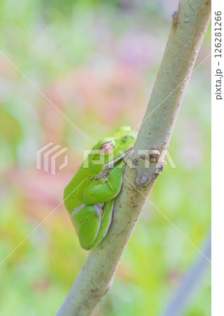 細い枝で昼寝するモリアオガエル（縦構図） 126281266