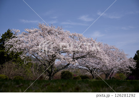満開の桜のある公園 満開の桜のある公園 126281292