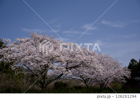 満開の桜のある公園 満開の桜のある公園 126281294
