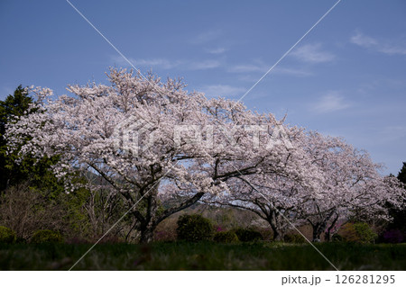 満開の桜のある公園 満開の桜のある公園 126281295