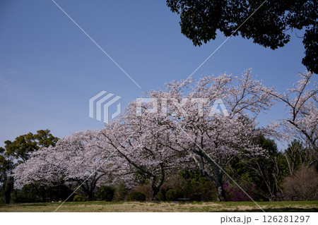 満開の桜のある公園 126281297