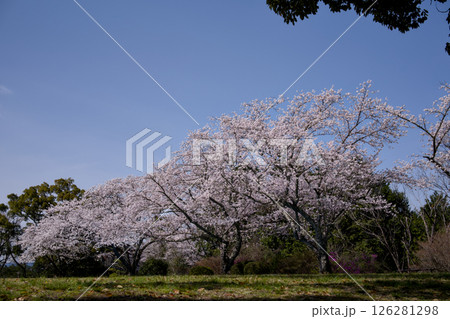 満開の桜のある公園 満開の桜のある公園 126281298