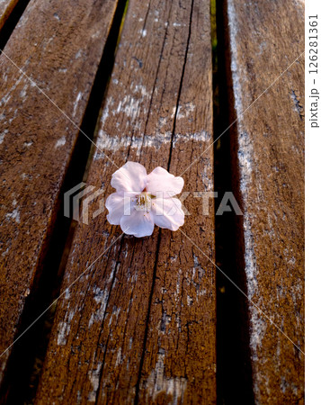 A sakura flower lie on a wooden bench A sakura flower lie on a wooden bench 126281361