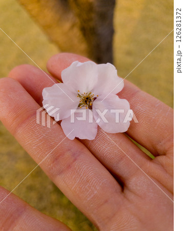 Flower of sakura on woman hand with blurred bokeh background 126281372