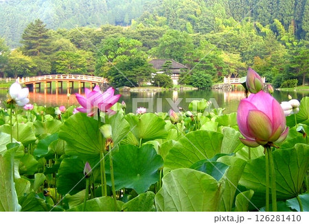 夏の幻想的な蓮の花 夏の幻想的な蓮の花 126281410