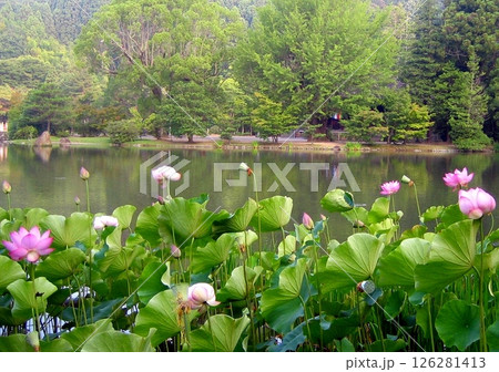 夏の幻想的な蓮の花 夏の幻想的な蓮の花 126281413