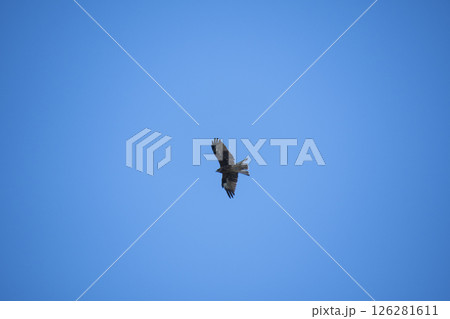 大空と鳥 大空と鳥 126281611