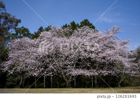 満開の桜のある公園 満開の桜のある公園 126281693