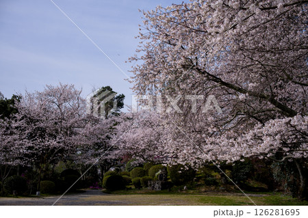 満開の桜のある公園 126281695
