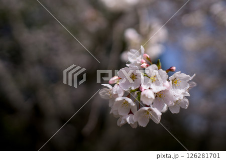 満開に咲いた桜の花 満開に咲いた桜の花 126281701