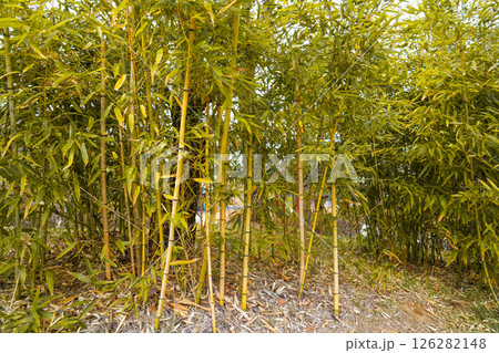 Yellow bamboo is a type of bamboo that is an ornamental plant, bamboo Yellow bamboo is a type of bamboo that is an ornamental plant, bamboo 126282148