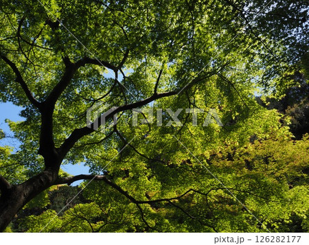 見上げた青モミジ 126282177