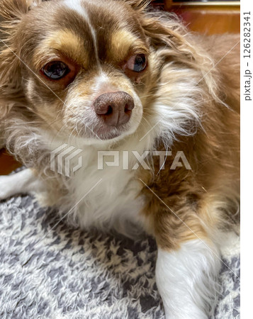 満腹の顔 126282341