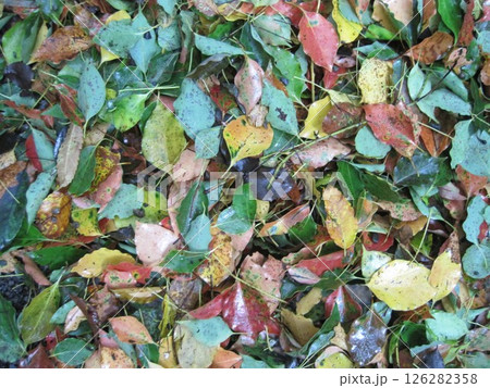 雨に濡れた落ち葉 126282358
