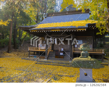 黄葉した銀杏の落ち葉が降りしきる多摩市熊野神社の境内の写真 126282384
