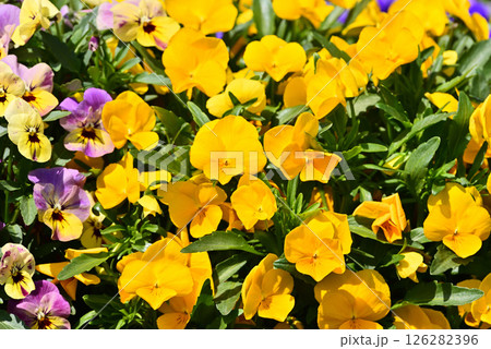 カラフルなパンジーの花 カラフルなパンジーの花 126282396