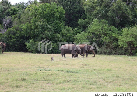 カウダラ・ナショナル・パークの象【スリランカ】 カウダラ・ナショナル・パークの象【スリランカ】 126282802