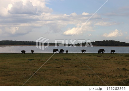 池と草原と象【スリランカ/カウダラ・ナショナル・パーク】 126282863