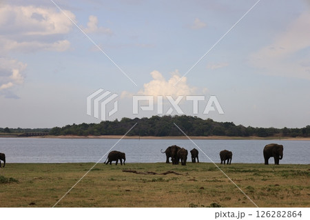 カウダラ・ナショナル・パークの象【スリランカ】 カウダラ・ナショナル・パークの象【スリランカ】 126282864