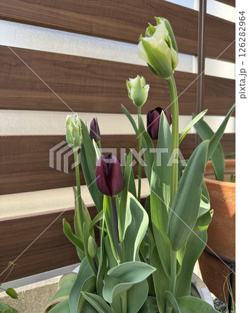 チューリップ 126282964