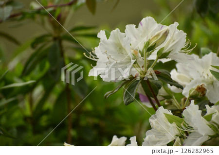 白いつつじの花 126282965