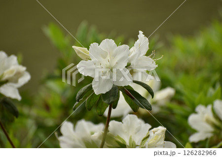 白いつつじの花 126282966