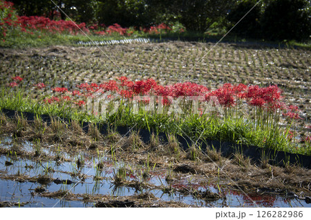 田んぼに咲く彼岸花 126282986