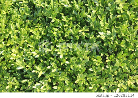 一面に茂った植物ドウダンツツジの若葉 一面に茂った植物ドウダンツツジの若葉 126283114