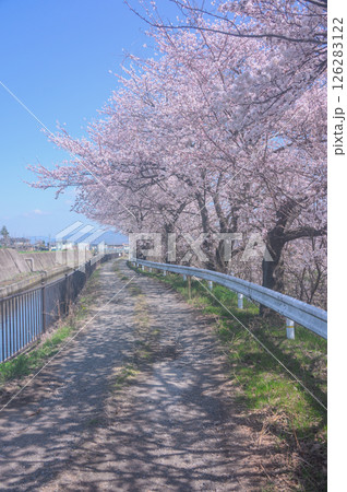 矢原堰沿いの桜並木【安曇野市】 126283122