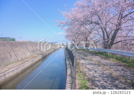 矢原堰沿いの桜並木【安曇野市】 126283123