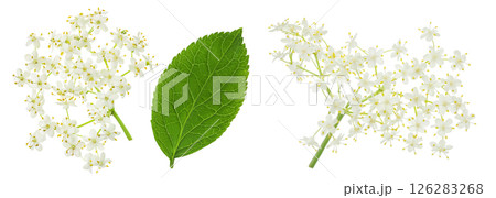 Elderberry flower or Sambucus nigra isolated on a white background. Elderberry flower or Sambucus nigra isolated on a white background. 126283268