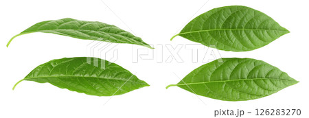 Leaf of avocado isolated on white background. Top view. Flat lay 126283270