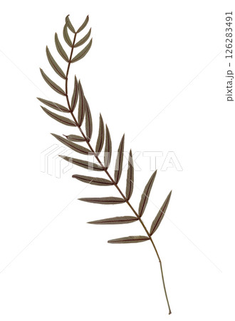 Pressed and dried leaves isolated on white background. For use in floral patterns, herbariums, scrapbooking. Pressed and dried leaves isolated on white background. For use in floral patterns, herbariums, scrapbooking. 126283491