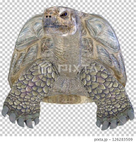 ゾウガメ 126283509
