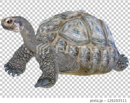 ゾウガメ 126283511