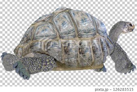 Giant tortoise 126283515