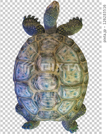 ゾウガメ 126283516